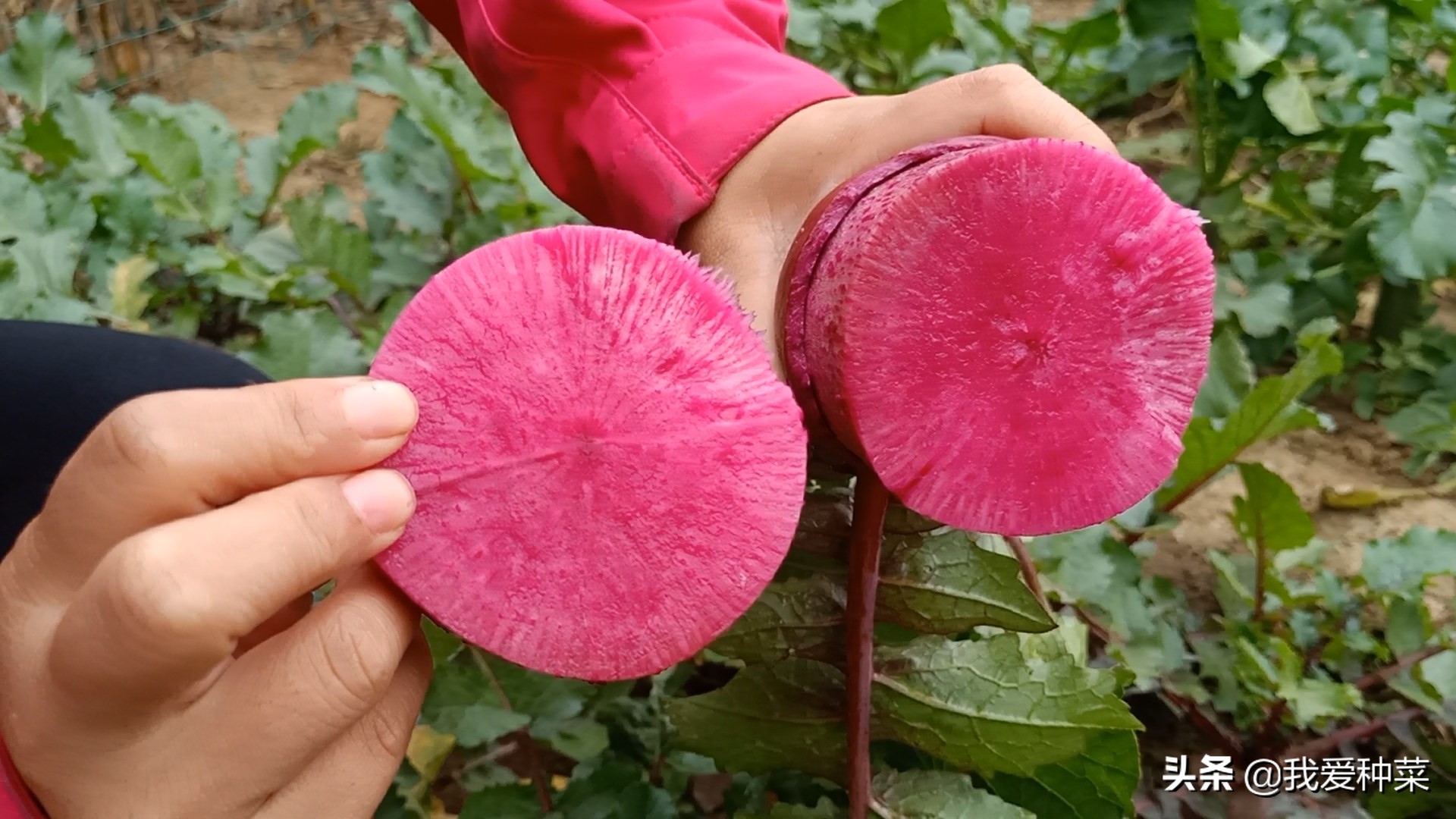 又香又甜的萝卜种植方法,脆萝卜的做法甜酸脆不辣