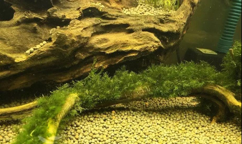 鱼缸水黄对鱼有影响吗,鱼缸水黄有泡沫怎么回事