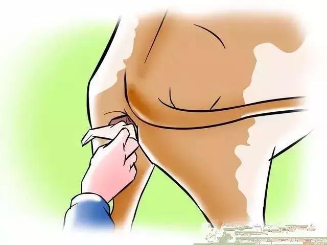 给牛人工授精注意哪些,给牛人工授精教学