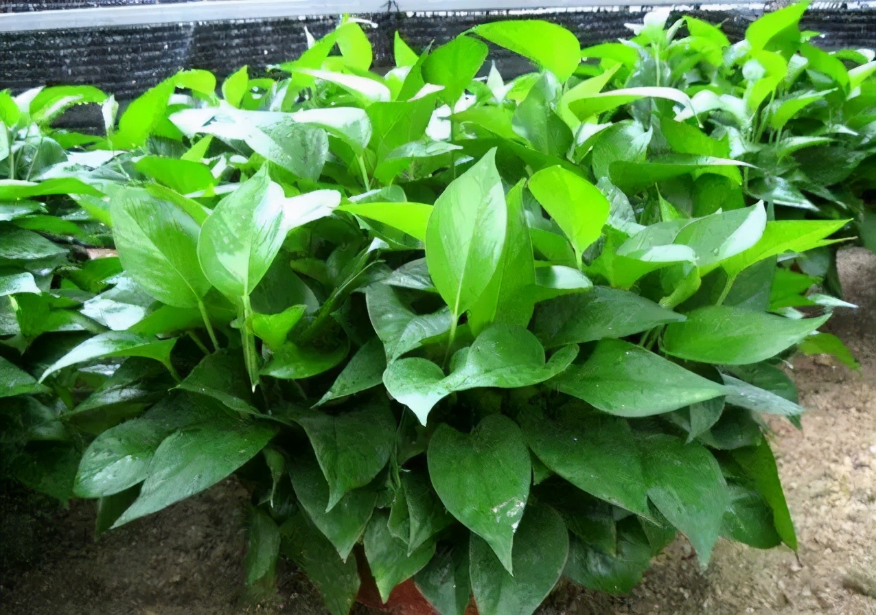 绿萝怎么样养才能长得大长得好,绿萝怎么养比较长得快