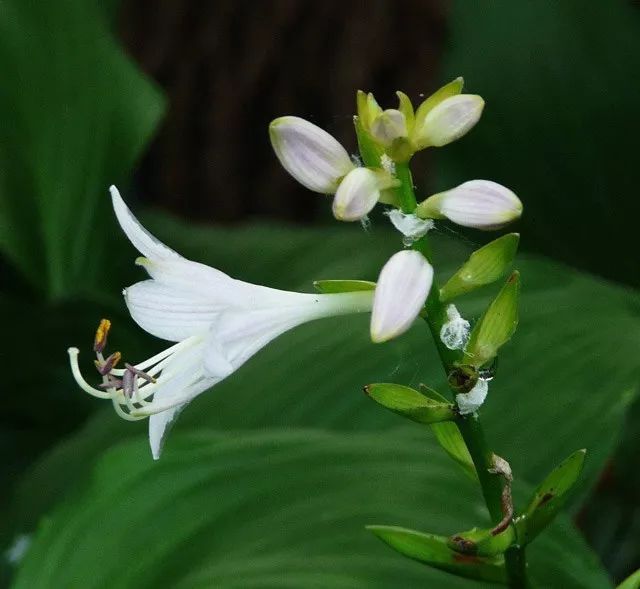 雨水花园植物区,雨水花园水生植物