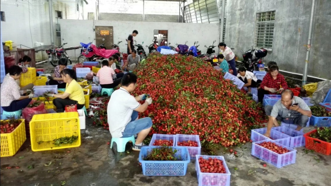 高州市根子镇荔枝出售,高州根子哪里荔枝好吃