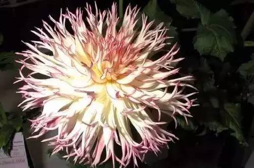 全国56个城市的市花,全国56个城市市花一览