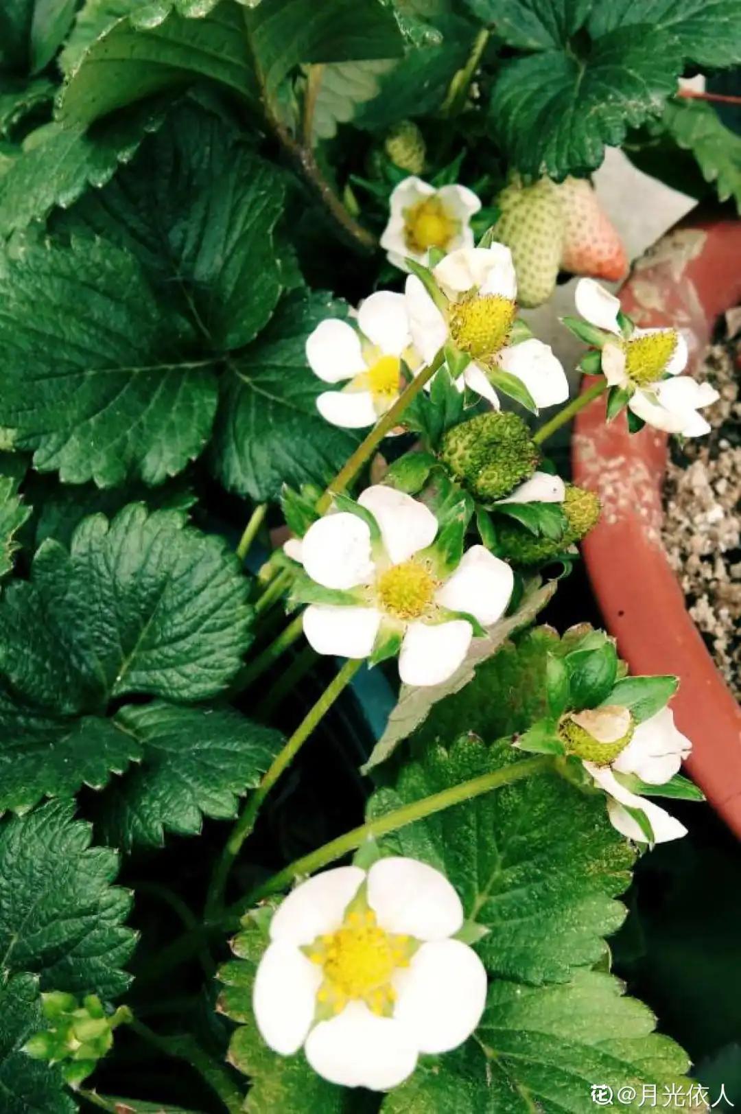 一根枝插土里就能成活的果树,大树枝直接插土里能活吗