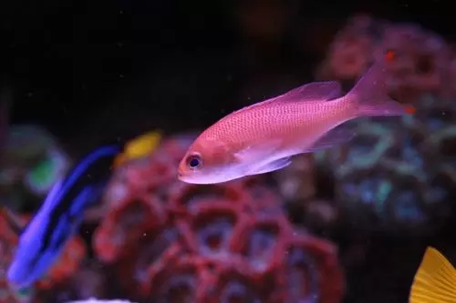 人见人爱观赏鱼,人见人爱的观赏鱼