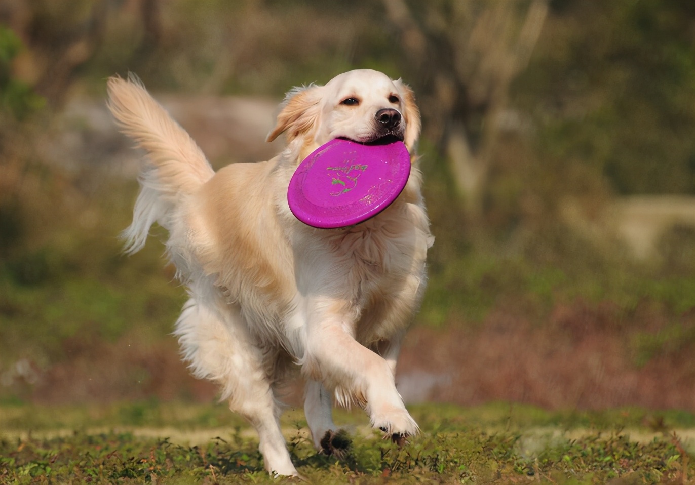 金毛优缺点大全,养金毛优缺点