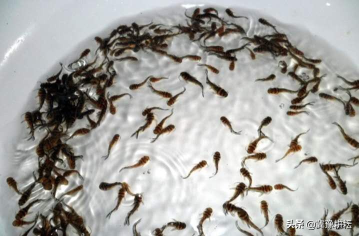 人工繁殖黄颡鱼鱼种，花三分钟了解相关知识，助力水产养殖发展