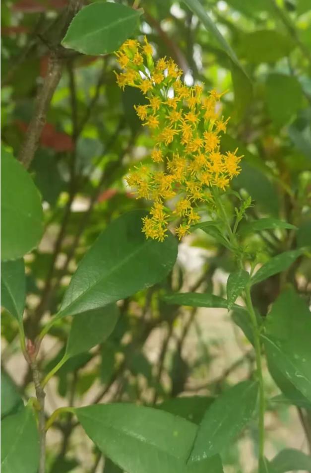 南阳市城市管理局全力清剿“加拿大一枝黄花”