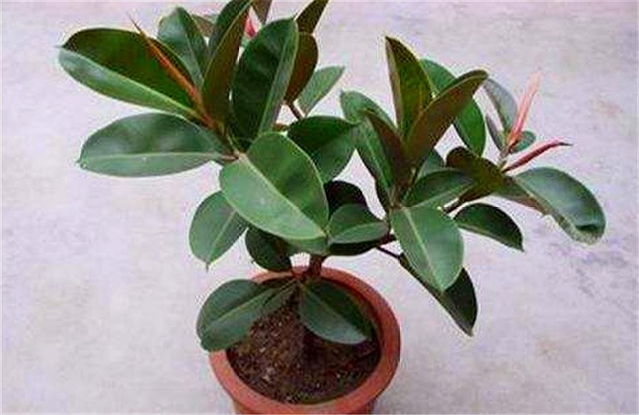 橡皮树怎样才能不长高叶子黑又亮,橡皮树侧芽怎么才能长出来