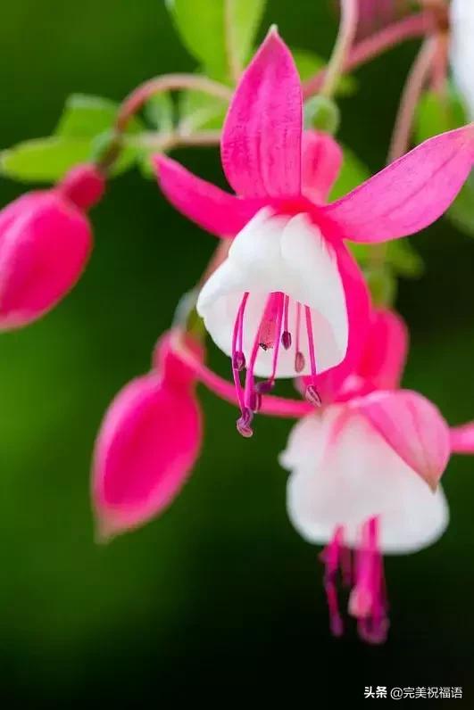 除夕快乐，第一个祝福送给你！愿你新的一年，美满幸福吉祥如意