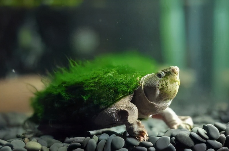 乌龟从神兽到王八,记录我们家小神兽成长历程