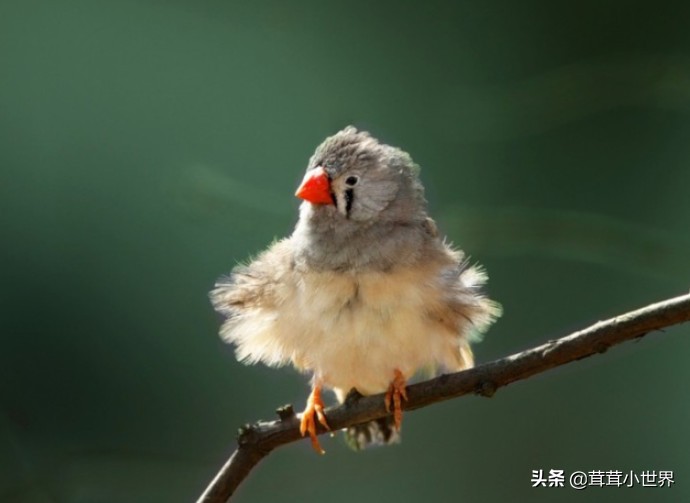 国内允许饲养的鸟一览表,中国合法允许饲养的大型鸟