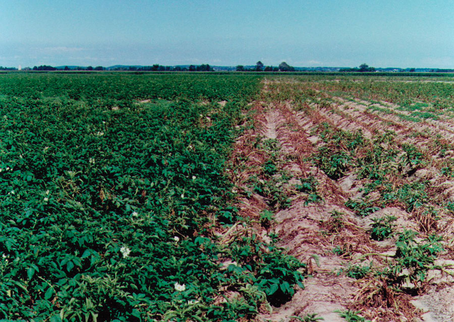 牧草牛羊吃了长得快不生病,牛羊吃什么预防病虫
