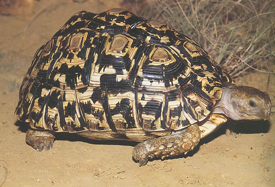 龟类大百科,大眼睛龟类