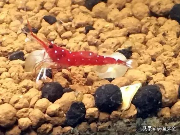 养鱼大神都养什么鱼,鱼缸养鱼都有哪些鱼