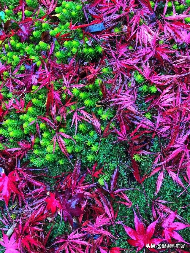 蔓越莓小知识,蔓越莓的秘密