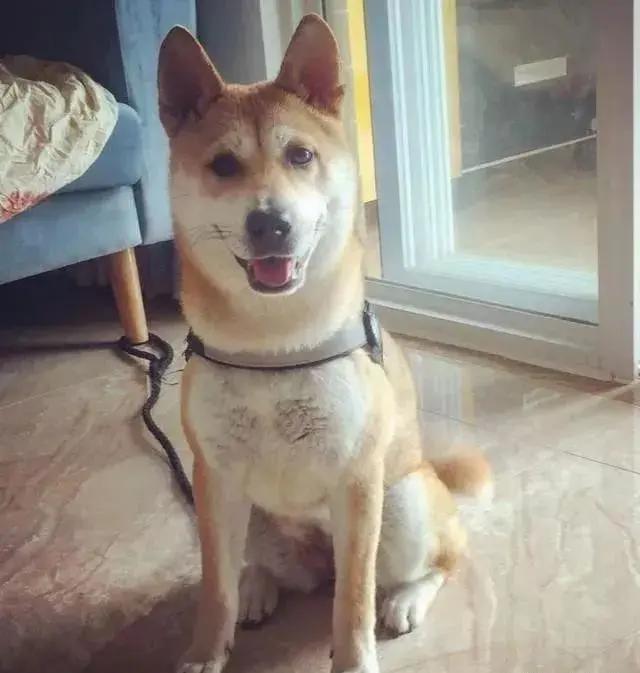 土狗对土主人忠诚吗,土狗vs洋狗