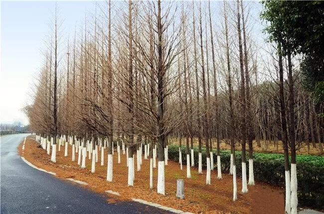 松江国际生态商务区地标,松江国际生态公园