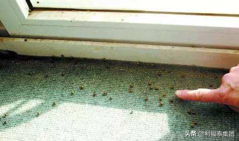 南方臭虫怎么消灭,南方臭虫都是怎么解决的