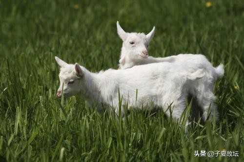 上善若水的真正含义是什么,上善若水的善的真正含义