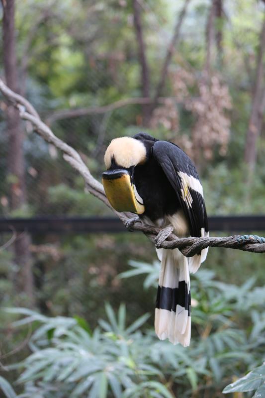 双角犀鸟的爱情,双角犀鸟恋爱