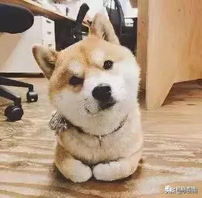 不小心踩到小狗狗了会受伤吗,不小心踩到狗狗嗷嗷叫它会怪你吗