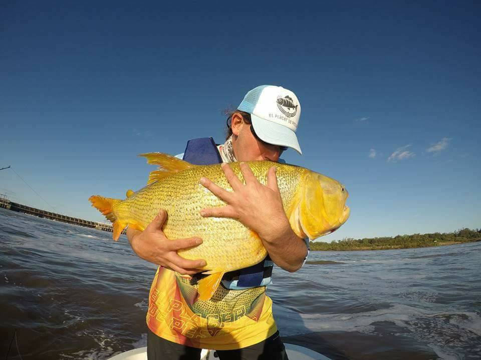 南美洲亚马逊黄金河虎,南美黄金河虎鱼