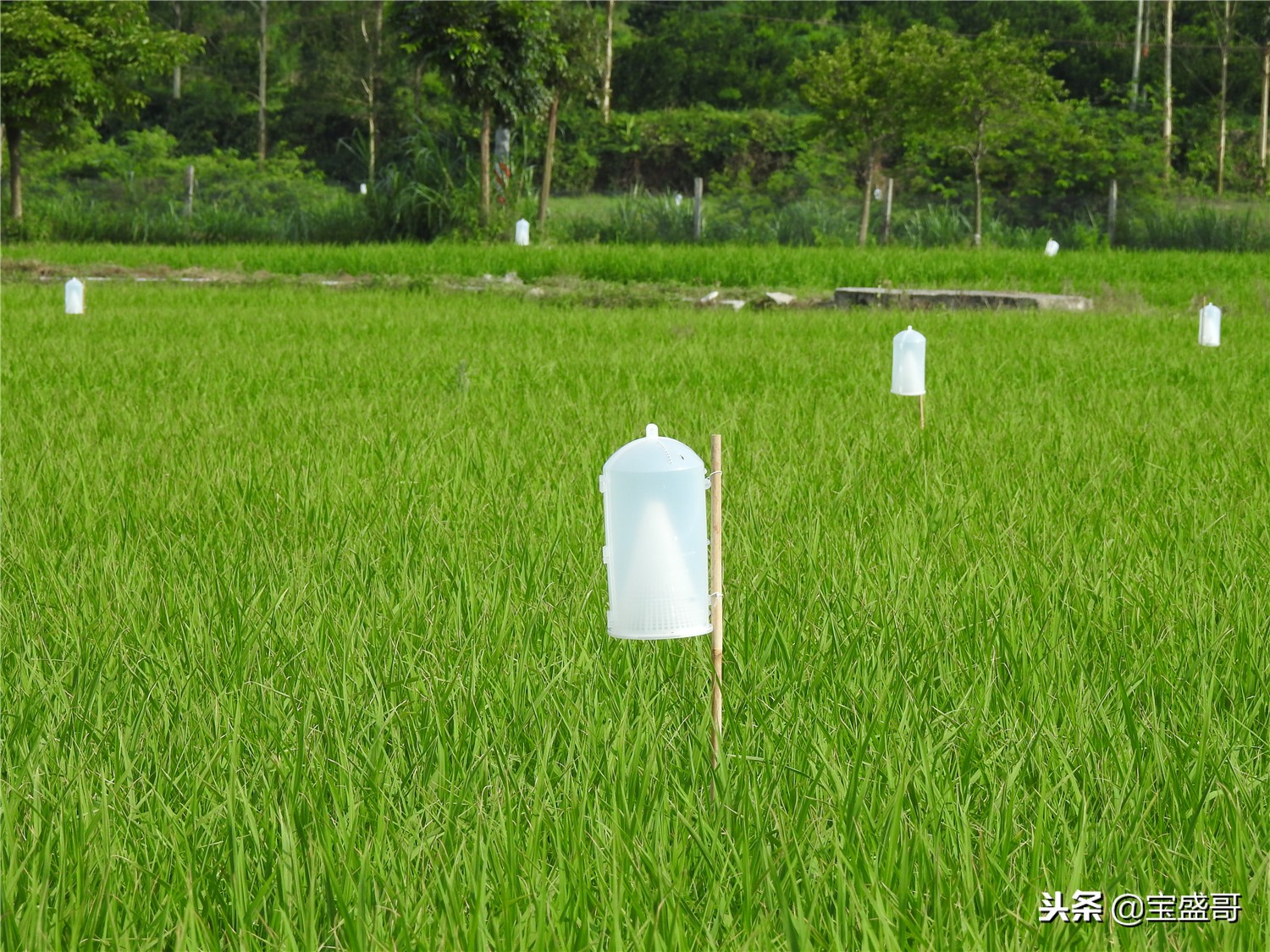罗定值得人去的地方,罗定的一处美景