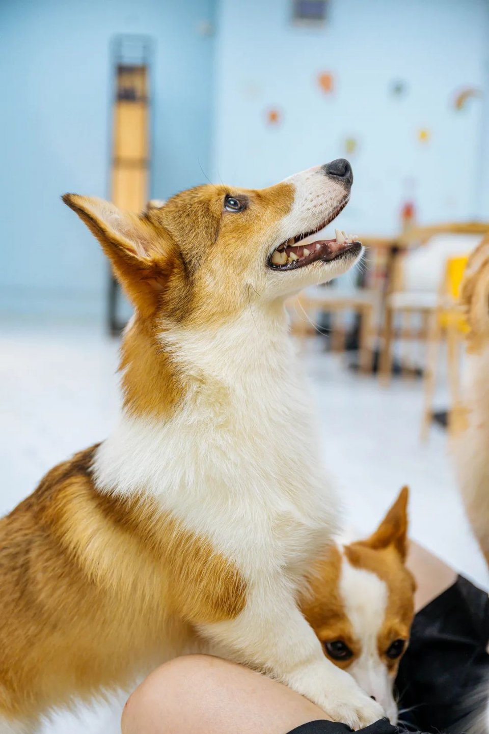 吸屁屁,短腿大耳肉嘟嘟,这家店进去就出不来了…