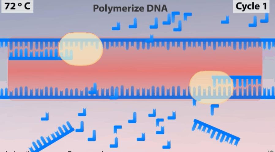新型冠状病毒pcr检测操作规程,冠状病毒核酸检测pcr试剂