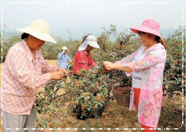 花椒红了甘肃武都,花椒红了陕西富平