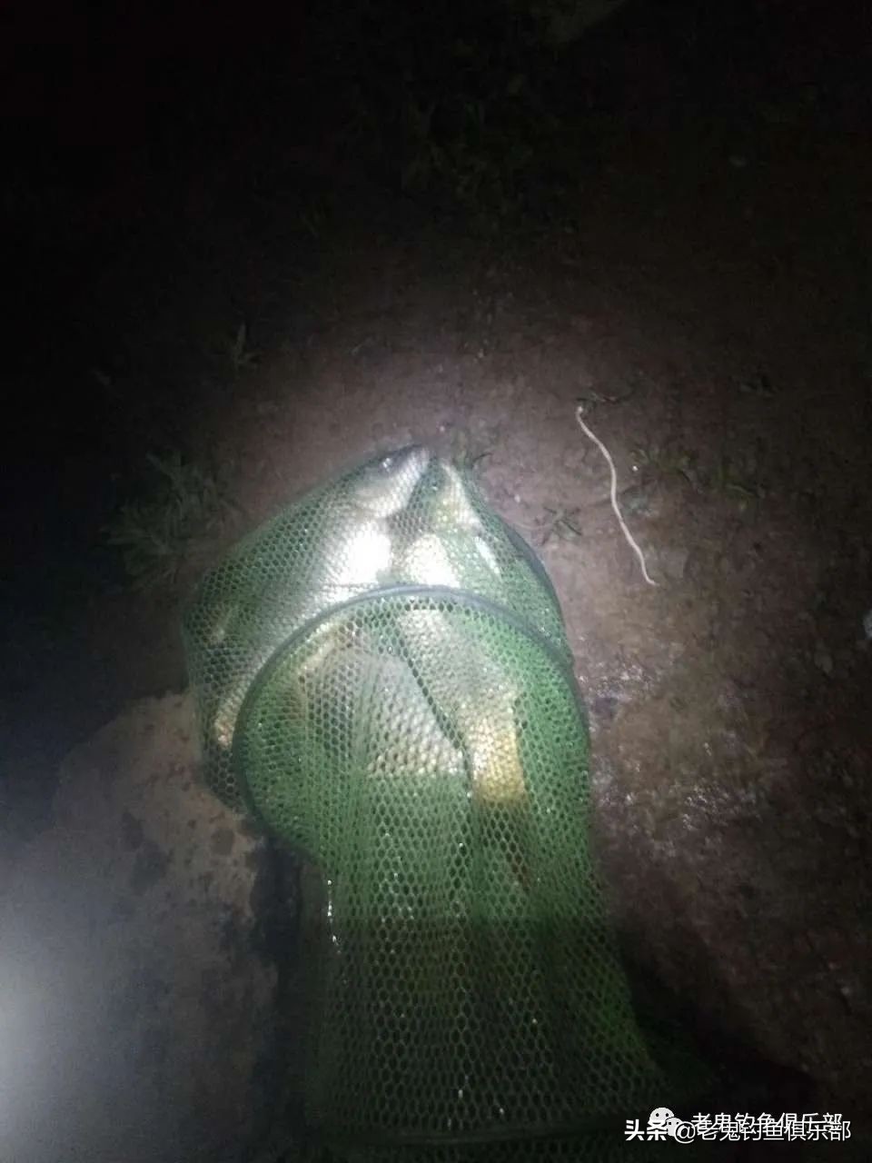 老鬼老三样用什么打窝,老鬼老三样速攻鲤鱼