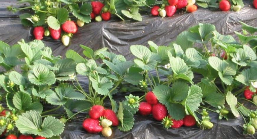 草莓叶子变软变蔫怎么回事,草莓叶子变干是怎么回事