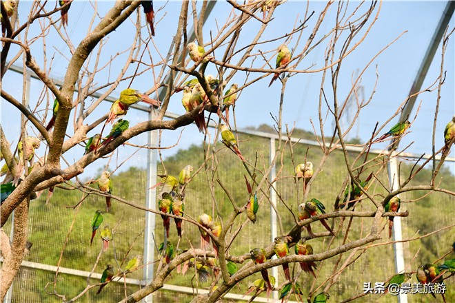 佛山南丹山有株鹦鹉树，几百只鹦鹉在晒秋取暖准备过冬