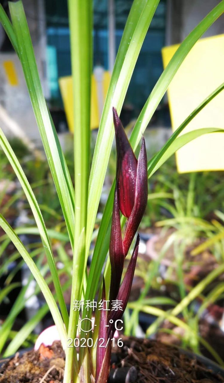 四川与贵州交界之地下山的一颗春兰红素三星,后来成为传世极品