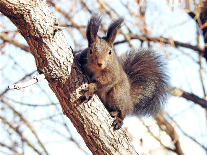 松鼠也会向人求救,求救方式也如此奇特,路人:你想碰瓷吗?