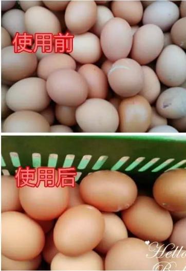 鸡蛋不新鲜的蛋壳特征,鸡蛋蛋壳是白色的是什么原因
