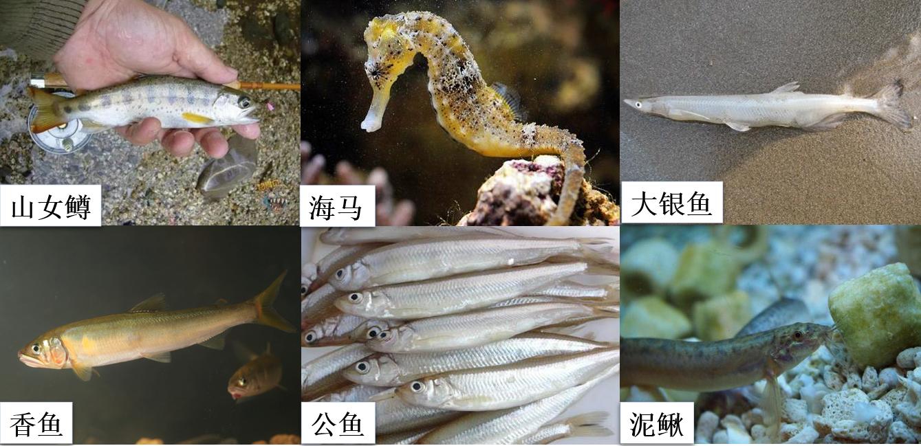 养殖鱼怎么样,养殖的鱼怎么才能繁殖