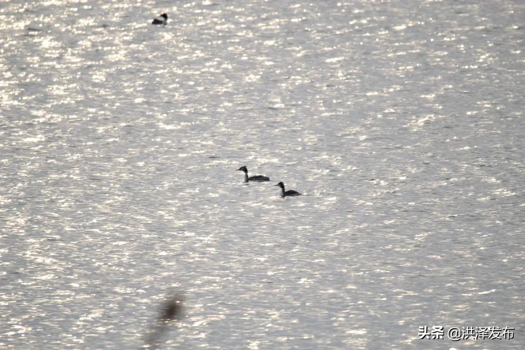 【V视】享自然丨千余只“凤头鸊鷉”洪泽湖畔捕食嬉戏