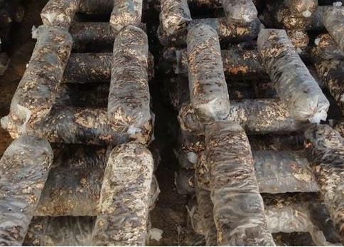 反季节林下香菇栽培技术,香菇种植出菇后怎样管理视频