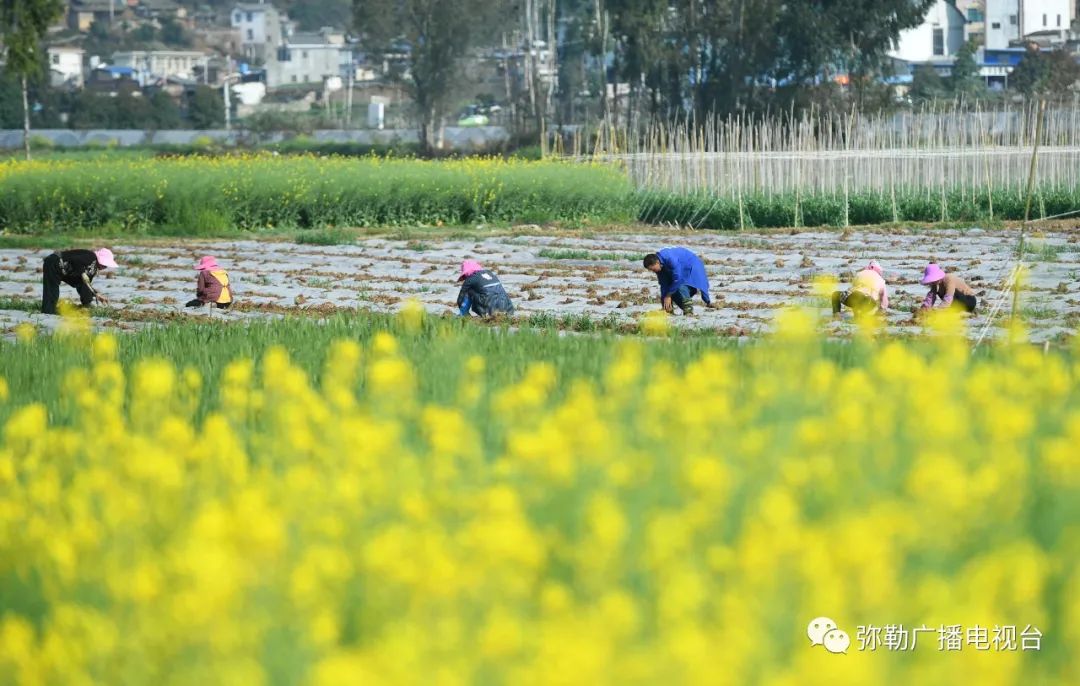 三月弥勒什么地方可以赏花,弥勒3月赏花攻略