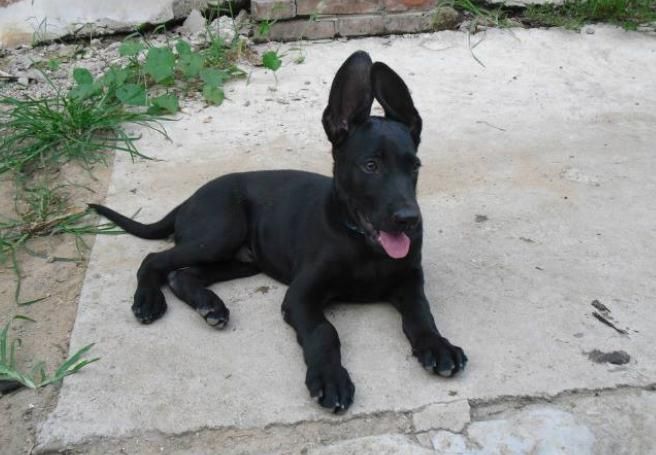 东北最后欢迎的两种狗，尤其第一种，工作能力丝毫不比警犬差