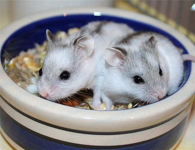 遛仓鼠要注意什么细节问题,仓鼠有必要遛吗为什么