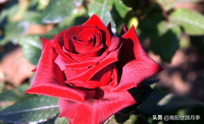 推荐几款好养花期长的月季,推荐8款高颜值月季