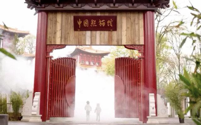 终于拍到熊猫,终于拍到了可爱的大熊猫