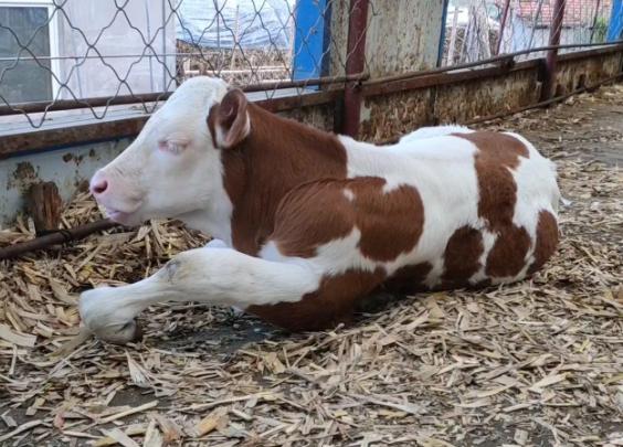 牛精料吃多不反刍怎么治,牛吃得少反刍少怎么护理