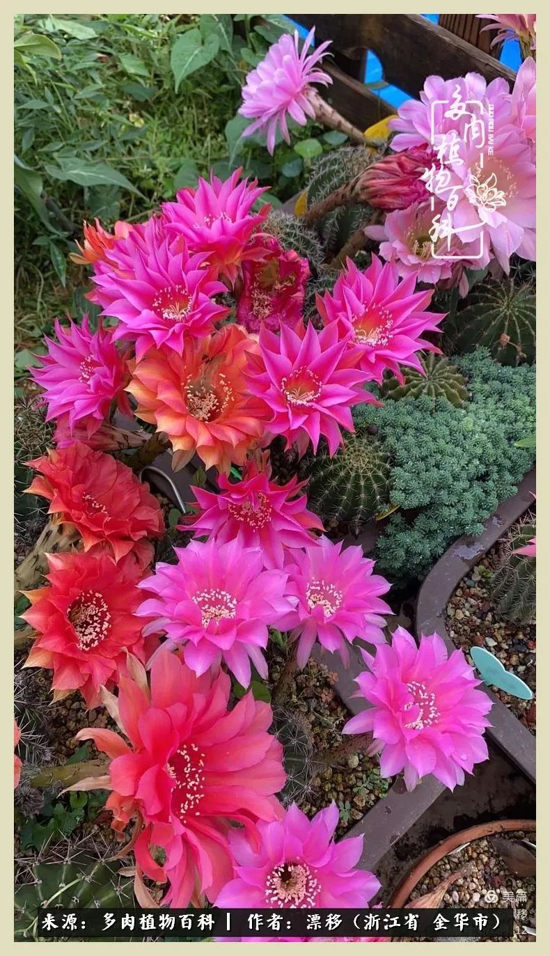 仙人球开花并散发着香味,仙人球花盛开吐露芬芳