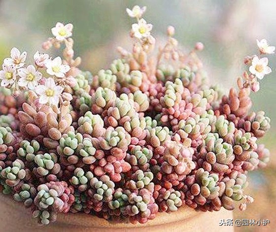 看从公园里捡来的姬星美人,如何逆袭成功!