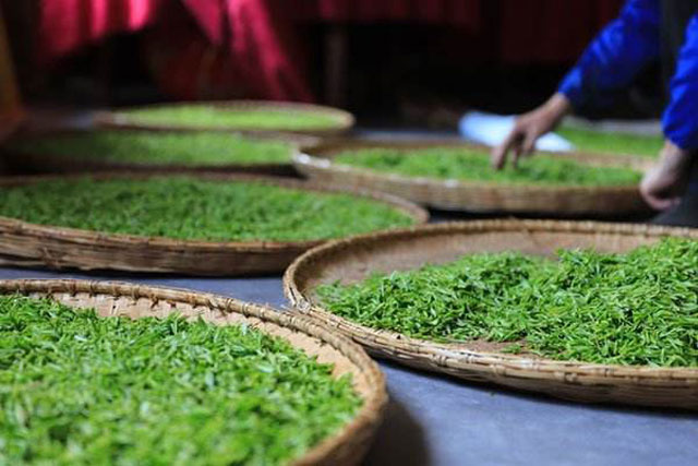 庐山云雾茶品茶评论,庐山云雾茶文化视频