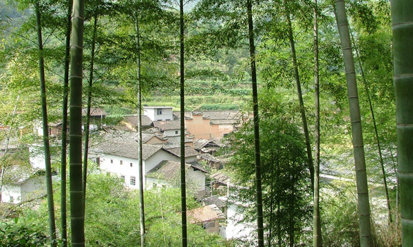 浙江传统村落:松阳李坑村,被美誉为生态旅游,绿色氧吧的村落